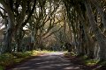 Belfast Dark Hedges 3